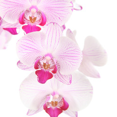Pink orchid