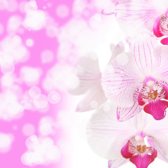 Pink orchid