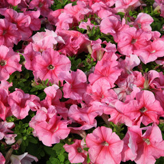 Pink petunia