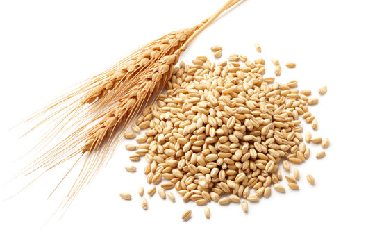 wheat ears with wheat kernels