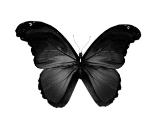 Zwarte vlinder vliegen, geïsoleerd op wit