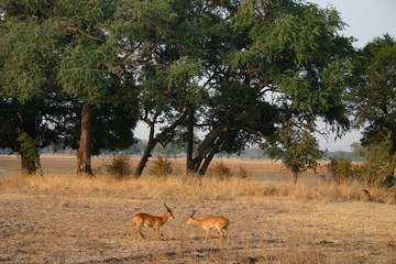 Afrika Szene, South Luangwa, Zambia