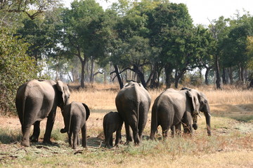 Elefantenfamilie im South Luangwa, Zambia