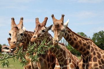 Girafes
