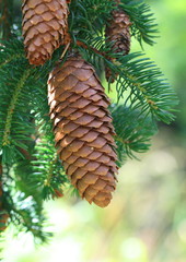 Pine Cone And Branches