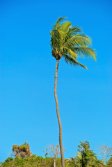palm tree and the wind - 43698545