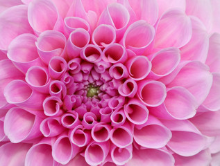Pink Dream Flower - 43698585