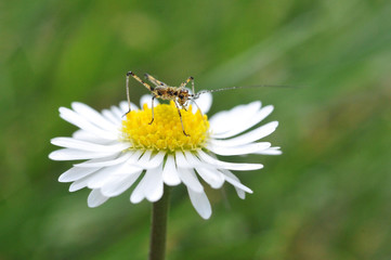 Obraz premium Insetto su margherita