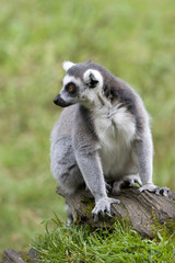 lemur