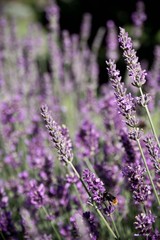 Obraz premium lavendel