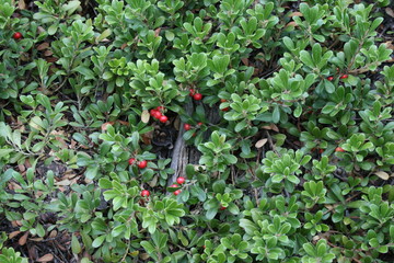 Busserole - Arctostaphylos uva-ursi