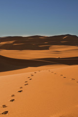 Fototapeta na wymiar Kroki na Saharze - Niger