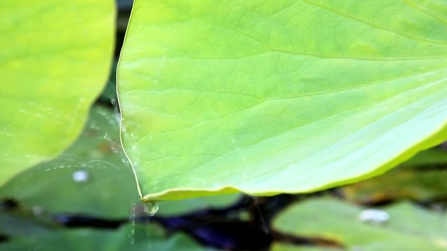 Abperlende Wassertropfen - Lotuseffekt