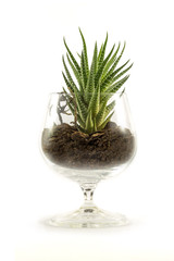 Succulent in a beaker filled with soil
