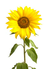 Sunflower isolated on white