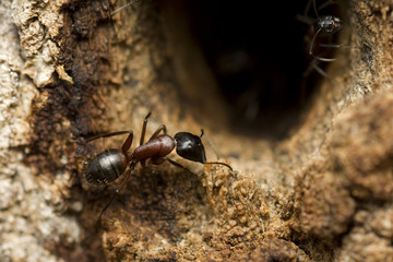 big forest ant