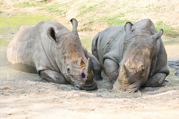 Rhino in the nature.
