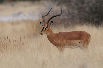 Impala