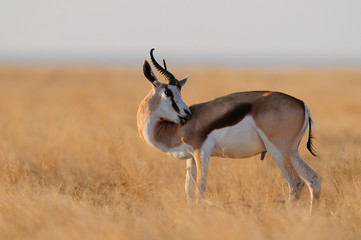Springbock