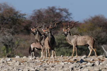 Wandcirkels Antilope Großer Kudu  © Photohunter
