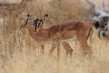 Impala
