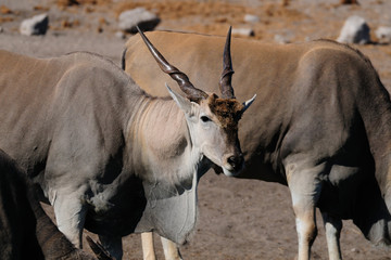 Eland