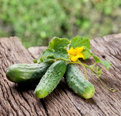 Cucumbers with leaves