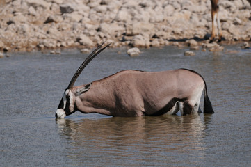 Oryx