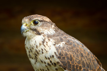 Falcon portrait