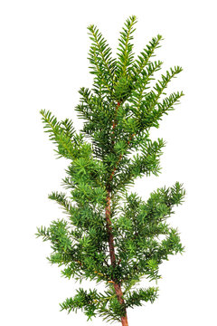 Branch yew ( Taxus cuspidata )