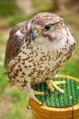 Falcon portrait