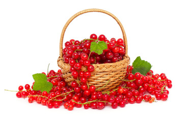 basket with red currants