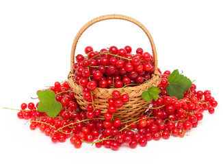 basket with red currant