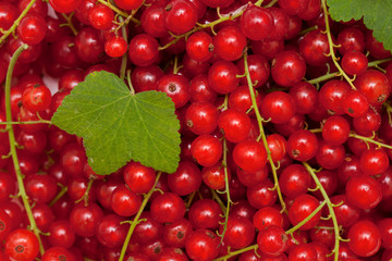 red currant close up