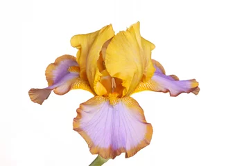Foto op Plexiglas Iris Enkele bloem van iris cultivar Brown Lasso geïsoleerd op wit