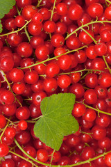 red currant close up