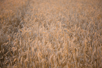 wheat field