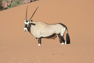 Oryx Antilope, Namibia