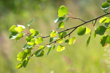 Green tree branch on blur background closeup