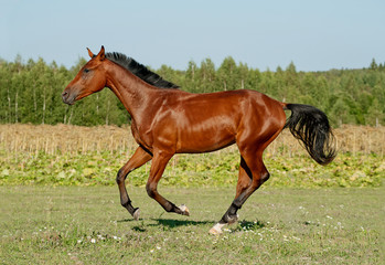 Fototapeta premium horse running