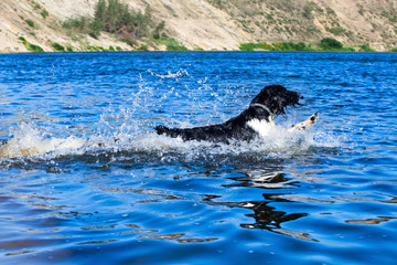 Training a hunting dog on the water. Russian Spaniel