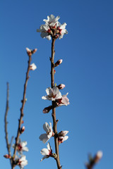 MANDELBLUETE_039