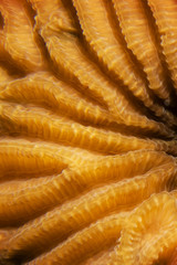 Texture and pattern details of coral
