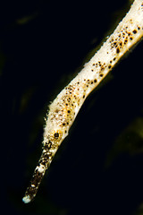 Double-ended pipefish (Trachyhamphus bicoarctatus)