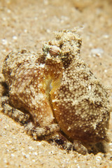 Reef octopus (octopus cyaneus)