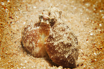 Reef octopus (octopus cyaneus)