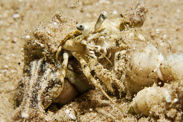 Reef Hermit Crab(Dardanus lagopodes)