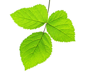 Fototapeta na wymiar Trzy zielone liście