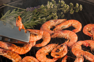 Scampi