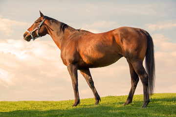 Obraz premium Pretty bay mare